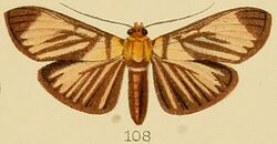 108-Tyspanodes radiata Kenrick, 1907.JPG