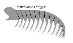 20191228 Radiodonta frontal appendage Echidnacaris briggsi.png