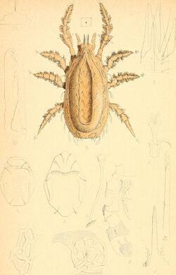Acari, Myriopoda et Scorpiones, hucusque in Italia reperta (fasc. 1-4) (1882-97) (16147220944).jpg