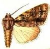 Acronicta brumosa.JPG