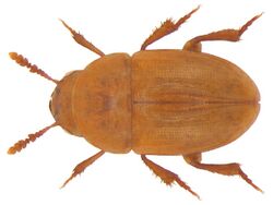 Agaricophagus cephalotes Schmidt, 1841 (3839502950).jpg