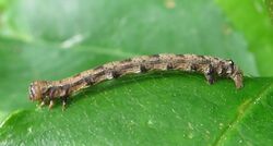 Agriopis aurantiaria larva.jpg