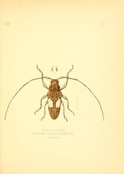 Aid to the identification of insects (6026369470).jpg