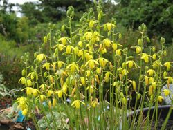 Albuca shawii.jpg