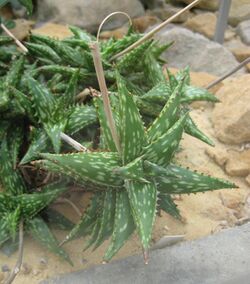 Aloe jucunda04.jpg