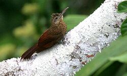 Amazonian Barred-woodcreeper (Dendrocolaptes certhia).jpg