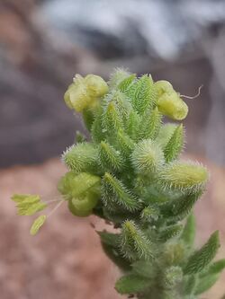 Anthospermum hispidulum00.jpg