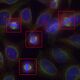 Cells inhibiting mitosis displayed using registered bands of epifluorescence microscopy and false-colors