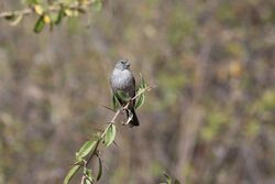 Ash-breasted Sierra-Finch (Phrygilus plebejus).jpg