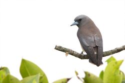 Ashy Woodswallow from Sundarban Tiger Reserve West Bengal India 2017.jpg