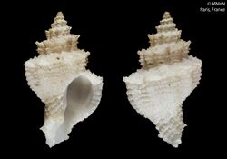 Babelomurex atlantidis (MNHN-IM-2000-32524).jpeg