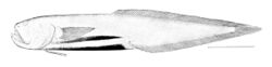 Barathronus bicolor.jpg