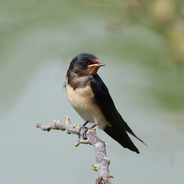 File:Barn swallow (Hirundo rustica rustica).jpg