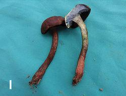 Basidiomata of boletes (10.3897-mycokeys.46.31470) Figure 5l.png