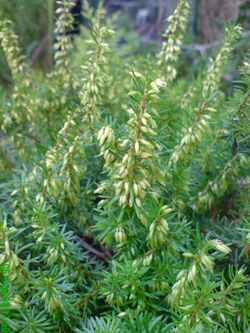 Bell Heather.JPG