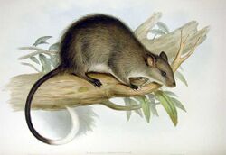 Black-footed Tree-rat.jpg