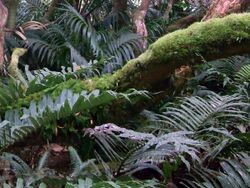 Blechnum type ferns, Mount Gower summit.jpg