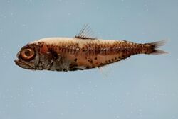 Photo of a lanternfish