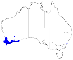 Boronia spathulata DistMap112.png