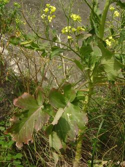 Brassica rupestris.jpg