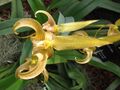 Bulbophyllum lobbii - JBM.jpg