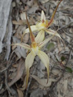 Caladenia x triangularis.jpg