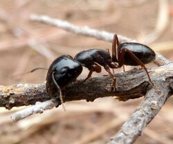 Camponotus empedocles, werkster, Little Eden, e.jpg