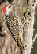 Cardinal Woodpecker - MALE, Dendropicos fuscescens at Pilanesberg National Park, Northwest Province, South Africa (15091608612).jpg