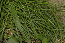 Carex canariensis (03).jpg