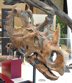 Centrosaurus apertus skull and jaws, Dinosaur Provincial Park, Alberta, Canada, Late Cretaceous - Royal Ontario Museum - DSC00078.JPG
