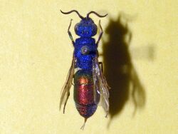 Chrysididae - Chrysura refulgens.JPG