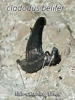 Cladodont-tooth-cladodus-belifer.jpg