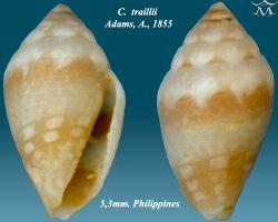 Conus traillii 1.jpg