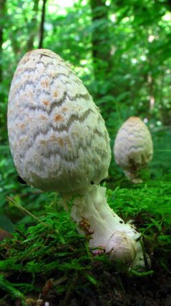 Coprinopsis variegata 47808.jpg