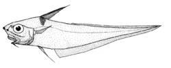 Coryphaenoides serrulatus (Serrulate whiptail).gif