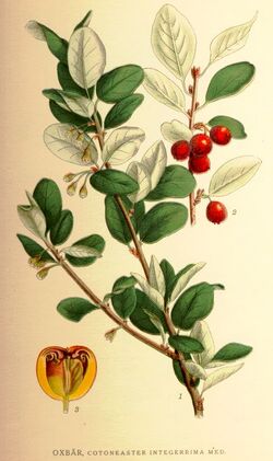 Cotoneaster scandinavicus.jpg