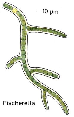 Cyanobacteriabranchedforms026 Fischerella.jpg