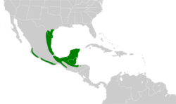 Cyanocorax luxuosus map.svg
