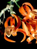 Dendrobium dickasonii Orchi 13.jpg