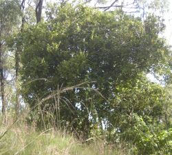 Diospyros geminata bush.jpg