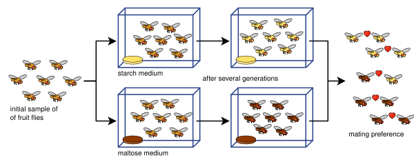 Drosophila speciation experiment.svg