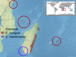 Ebenavia sp. distribution.png