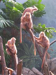 Brown monkeys