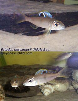 Ectodus descampsii.jpg