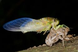Emerging cicada.jpg