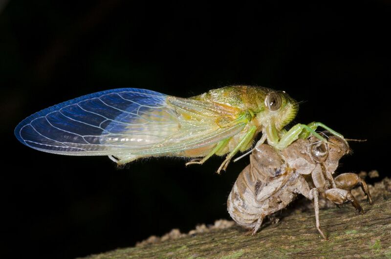 File:Emerging cicada.jpg