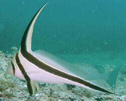 Equetus lanceolatus in Madagascar Reef.jpg