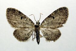 Eupithecia tenuiata02.jpg