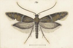 Fig 14 MA I437895 TePapa Plate-XXXIV-The-butterflies full (cropped).jpg