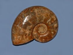 Gasteropods - Ammonites - Tetragonites sp..JPG